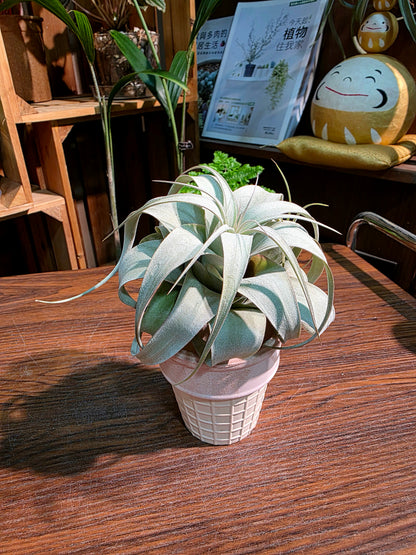 Tillandsia xerographica 霸王空氣鳳梨