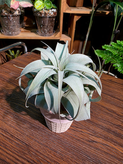 Tillandsia xerographica 霸王空氣鳳梨