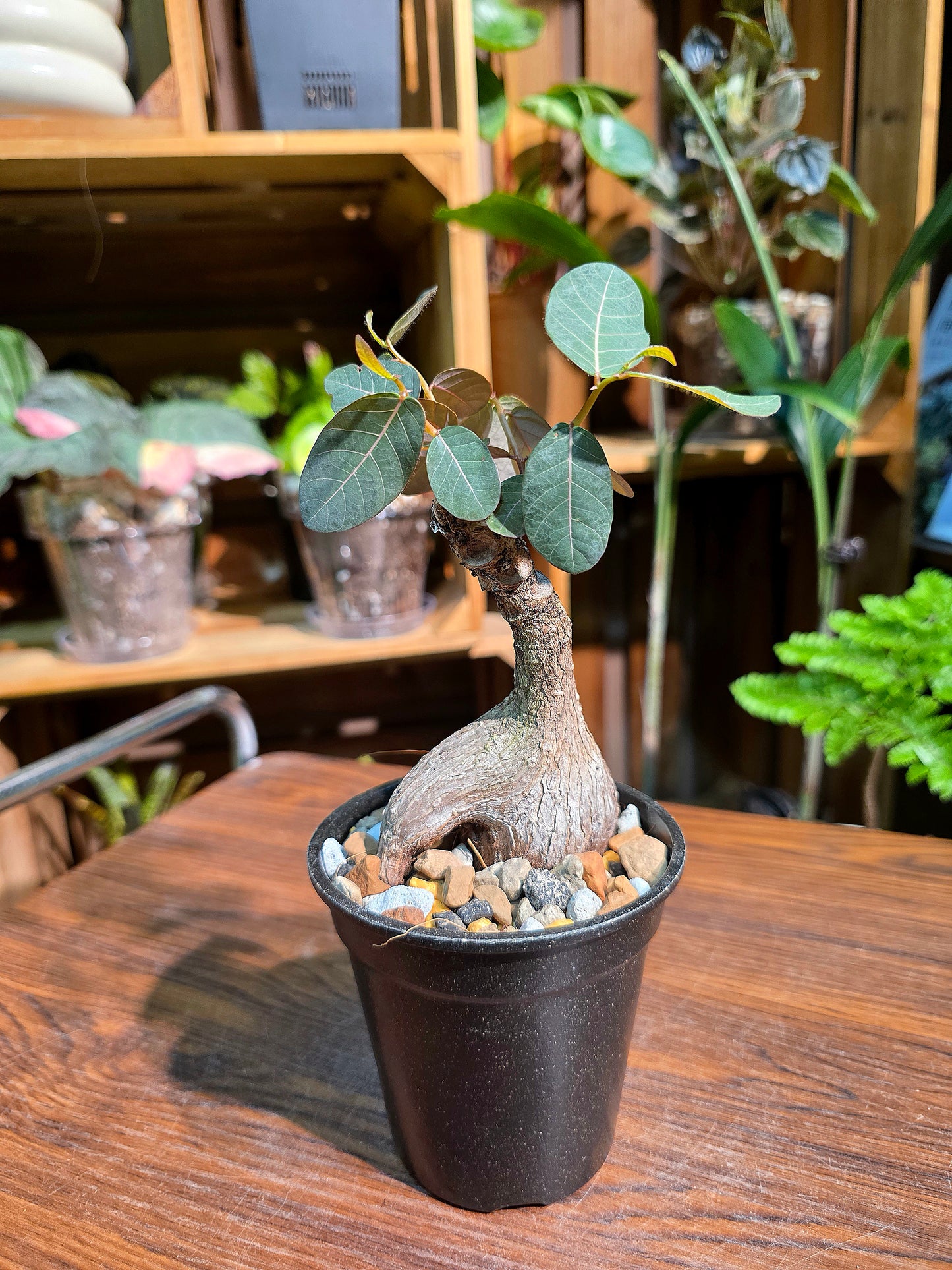 Phyllanthus mirabilis 奇異油柑