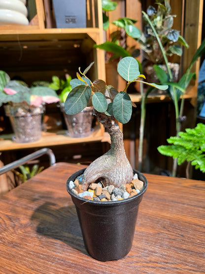 Phyllanthus mirabilis 奇異油柑