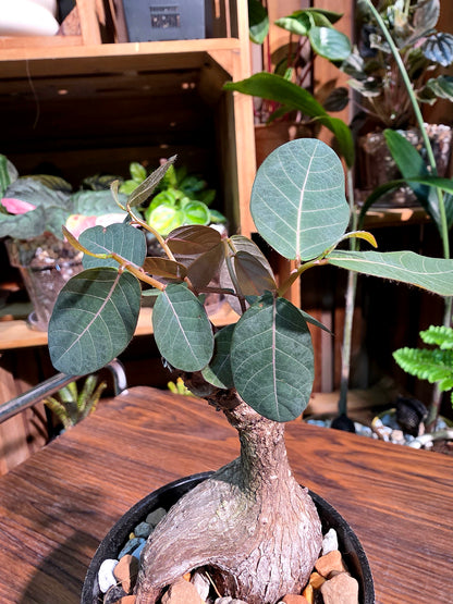 Phyllanthus mirabilis 奇異油柑