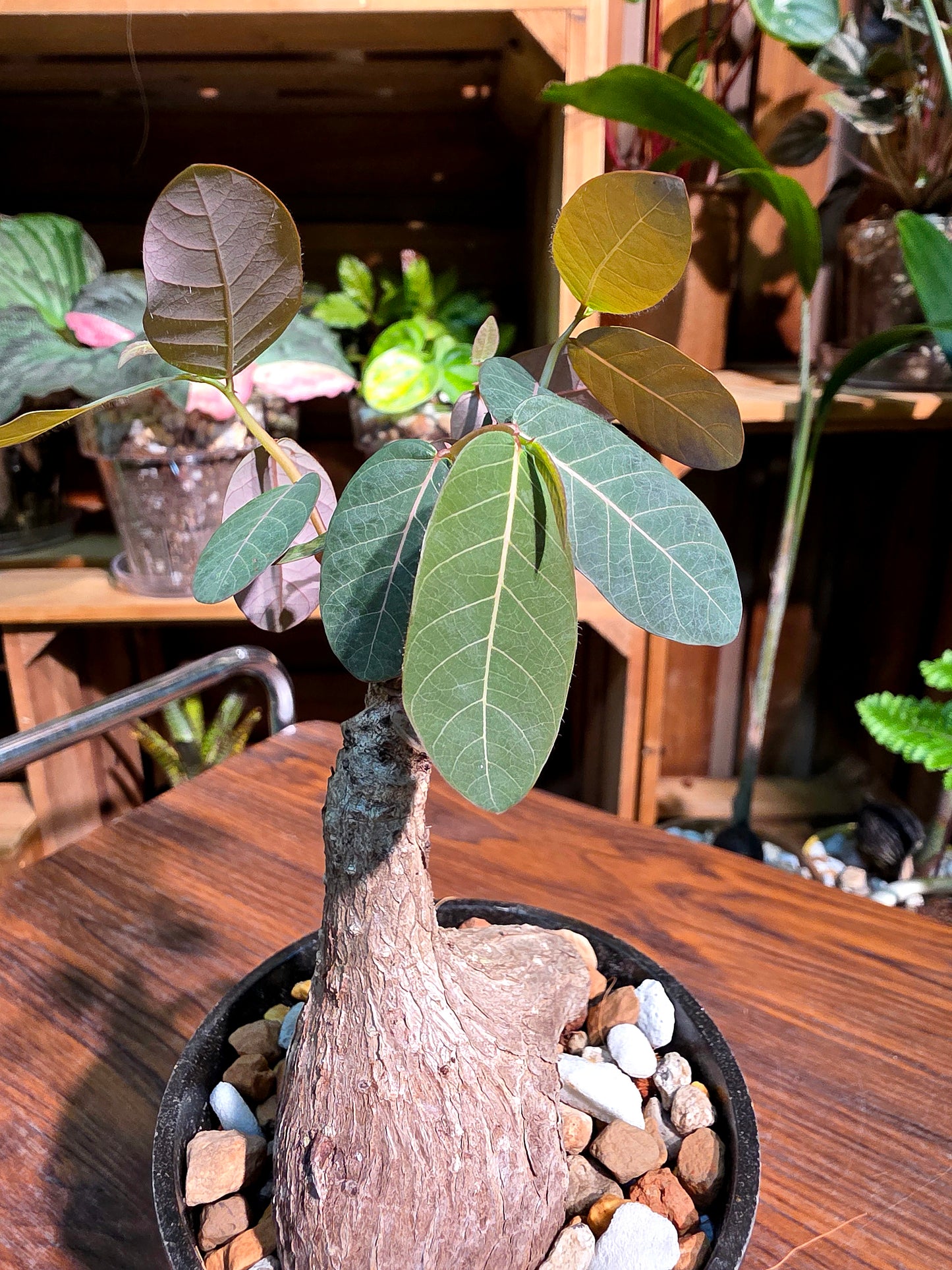 Phyllanthus mirabilis 奇異油柑