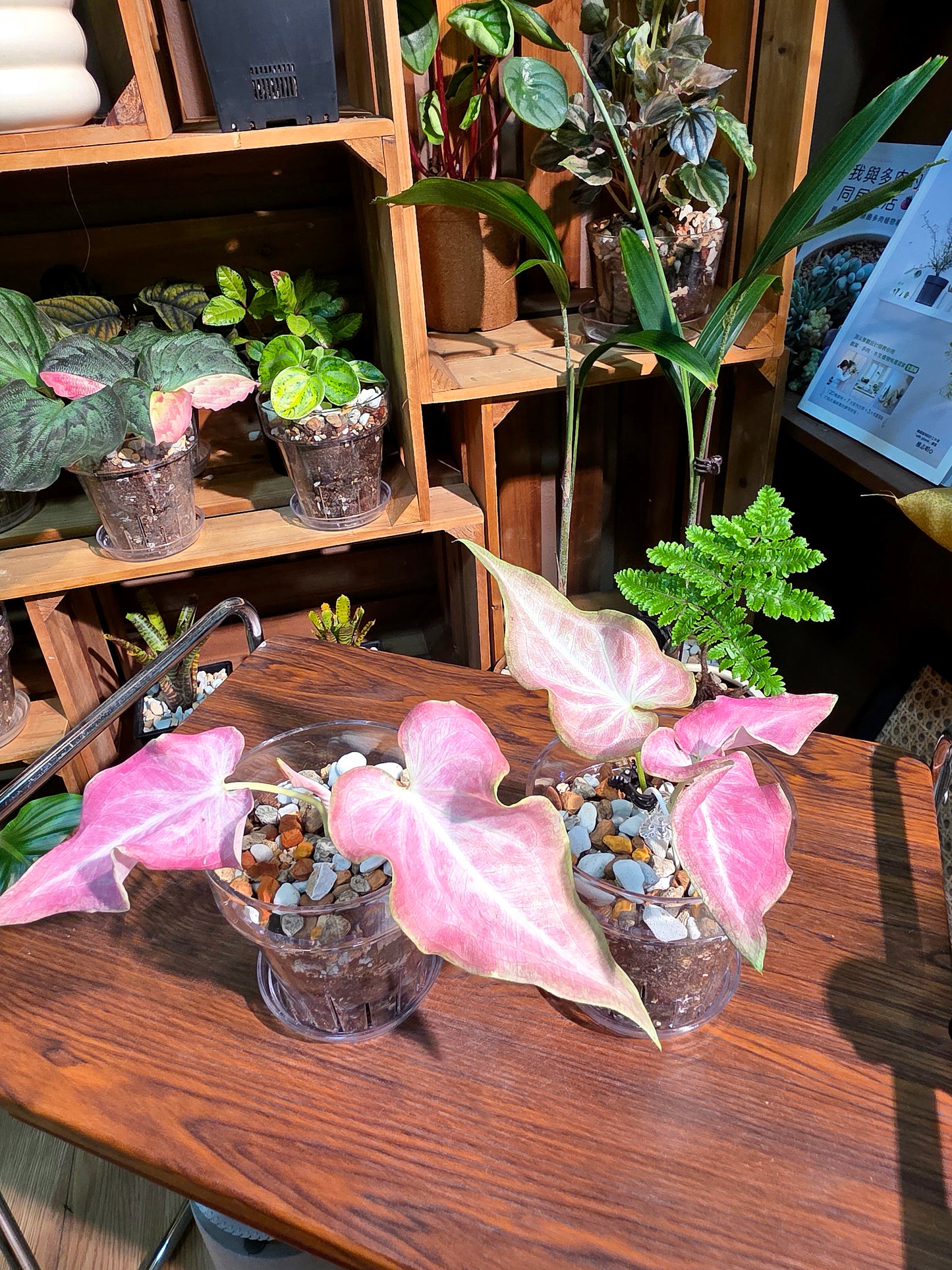 Caladium Thailand Cocktail 泰國彩葉芋