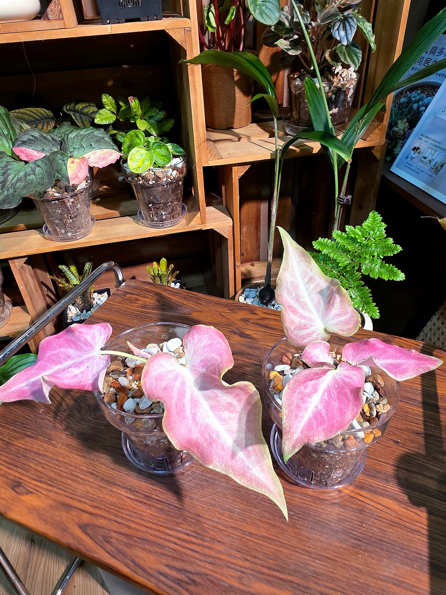 Caladium Thailand Cocktail 泰國彩葉芋