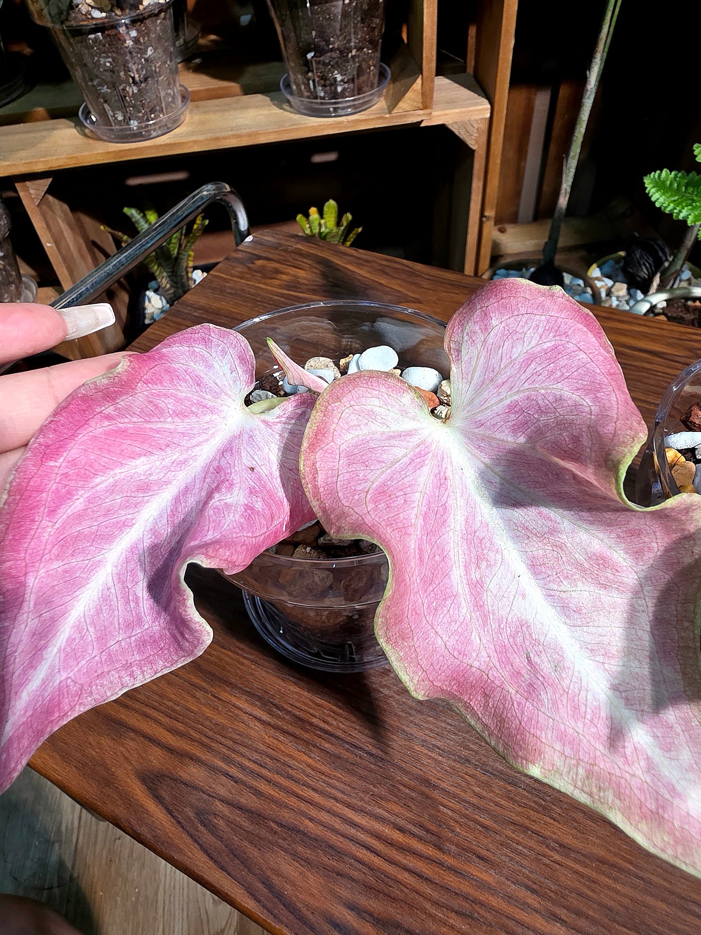 Caladium Thailand Cocktail 泰國彩葉芋