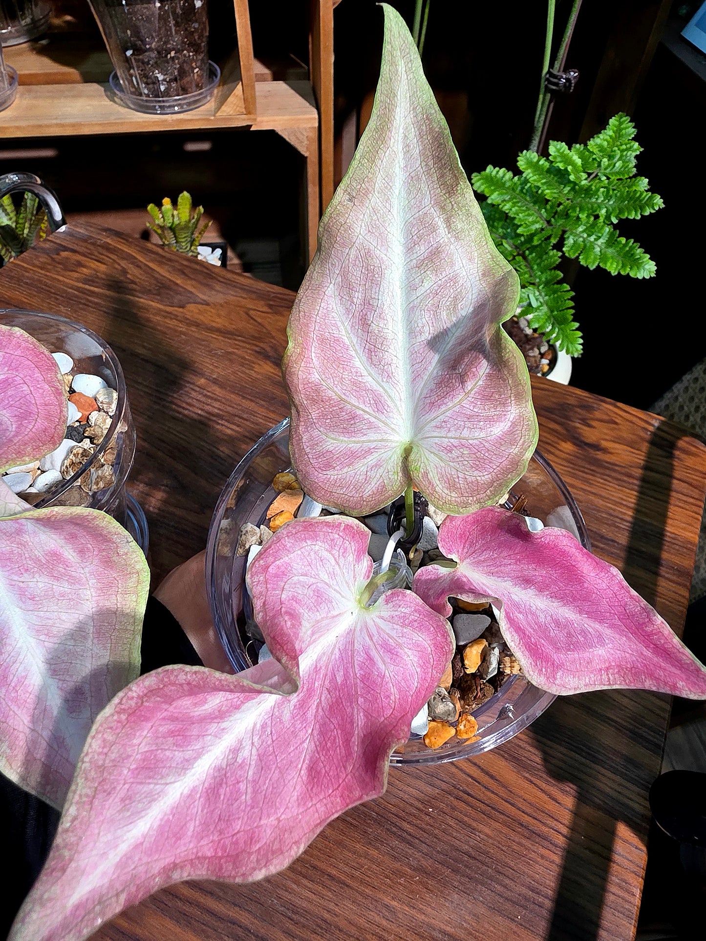Caladium Thailand Cocktail 泰國彩葉芋