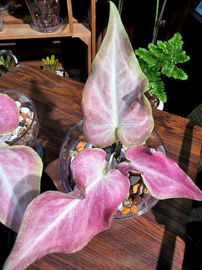 Caladium Thailand Cocktail 泰國彩葉芋