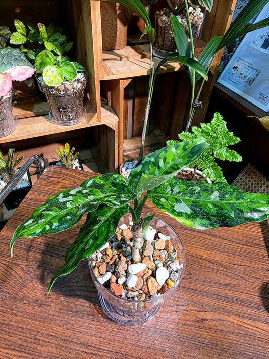 Aglaonema Pictum Tricolor 迷彩粗肋草