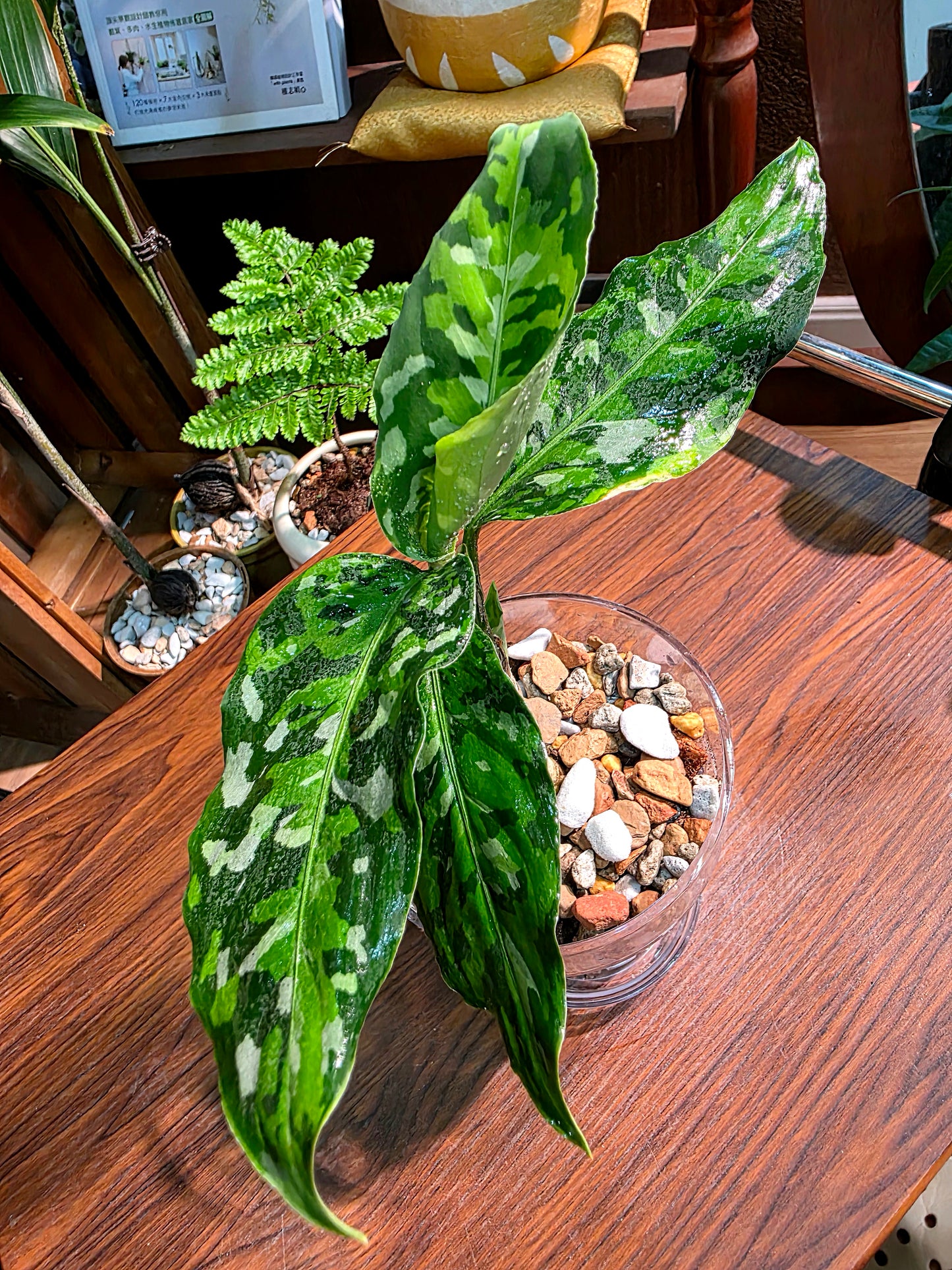 Aglaonema Pictum Tricolor 迷彩粗肋草