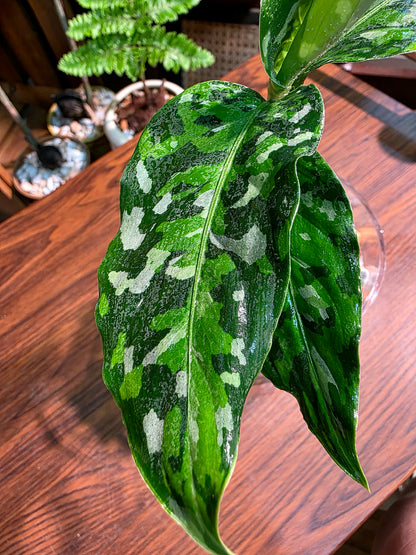 Aglaonema Pictum Tricolor 迷彩粗肋草