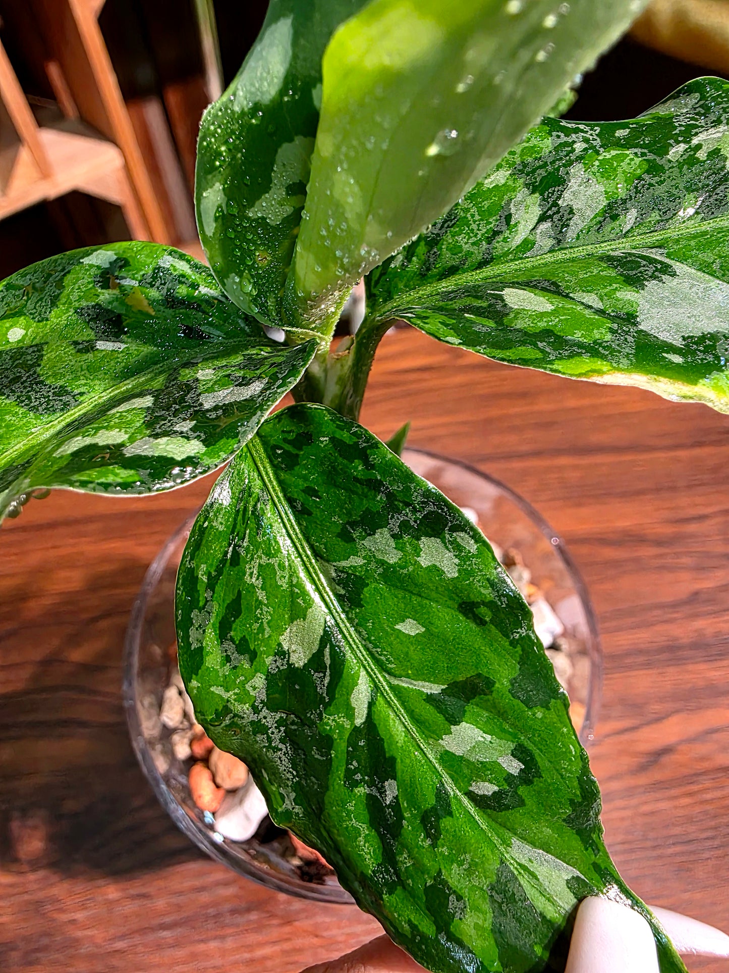 Aglaonema Pictum Tricolor 迷彩粗肋草