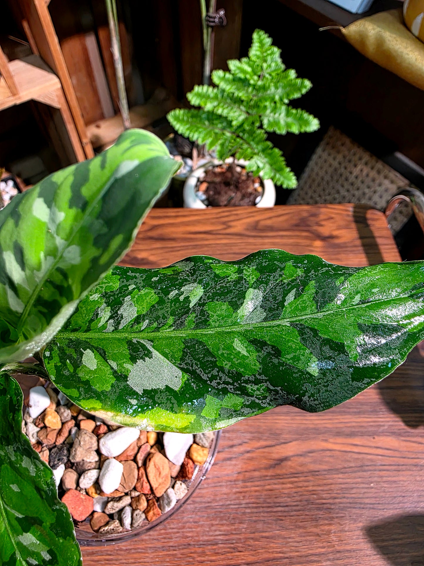 Aglaonema Pictum Tricolor 迷彩粗肋草