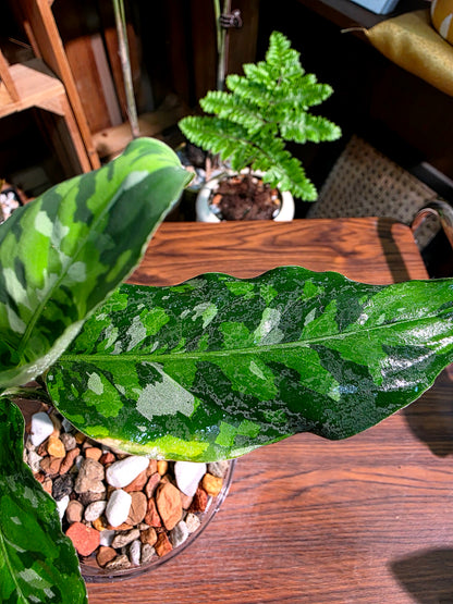 Aglaonema Pictum Tricolor 迷彩粗肋草