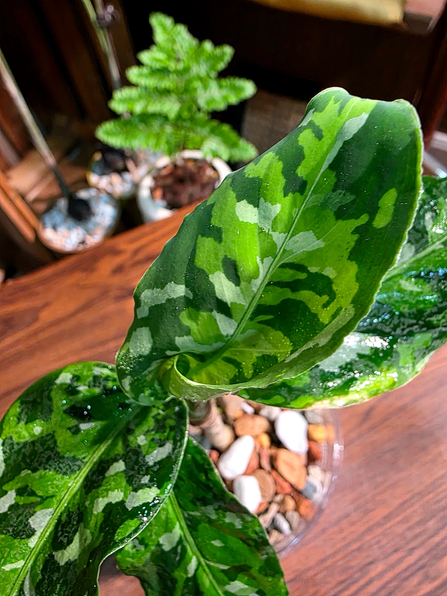 Aglaonema Pictum Tricolor 迷彩粗肋草