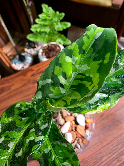 Aglaonema Pictum Tricolor 迷彩粗肋草