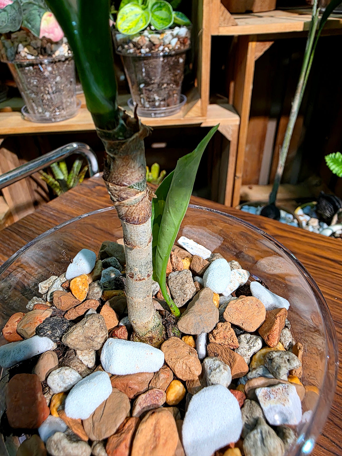 Aglaonema Pictum Tricolor 迷彩粗肋草