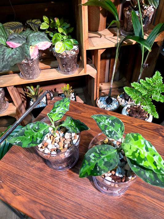 Aglaonema Pictum Tricolor 迷彩粗肋草