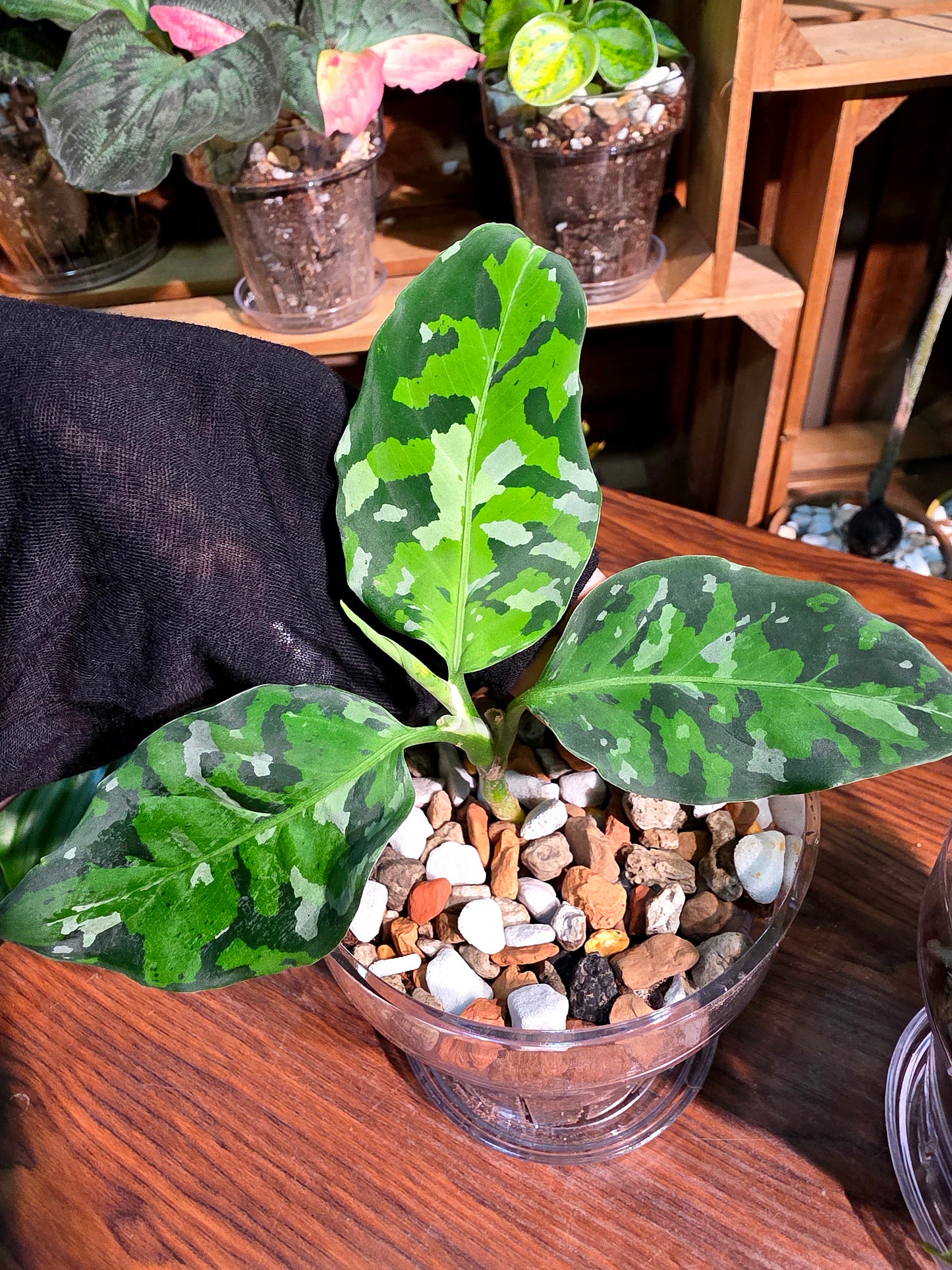 Aglaonema Pictum Tricolor 迷彩粗肋草