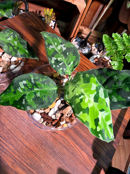 Aglaonema Pictum Tricolor 迷彩粗肋草