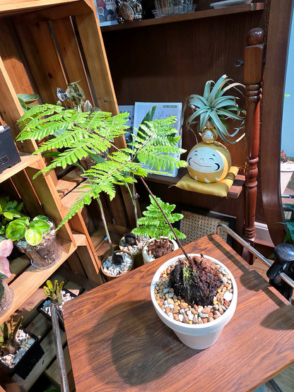 Ctenitis subglandulosa 金毛狗蕨