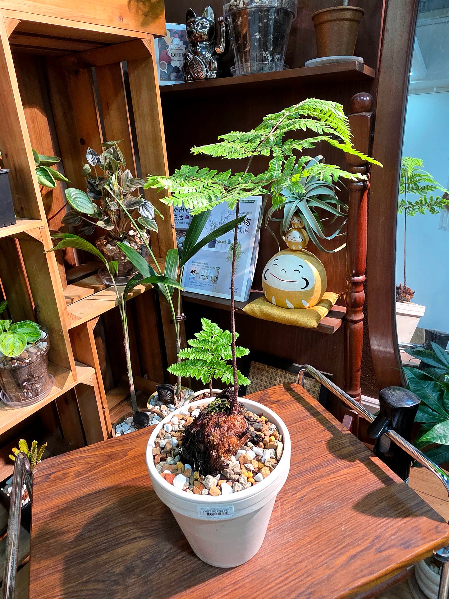 Ctenitis subglandulosa 金毛狗蕨