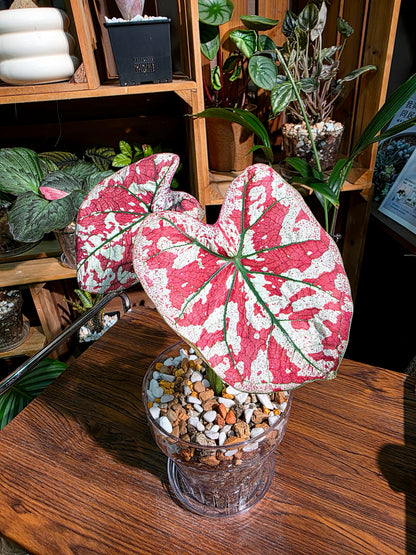 Caladium bloody Mary 血腥瑪麗彩葉芋