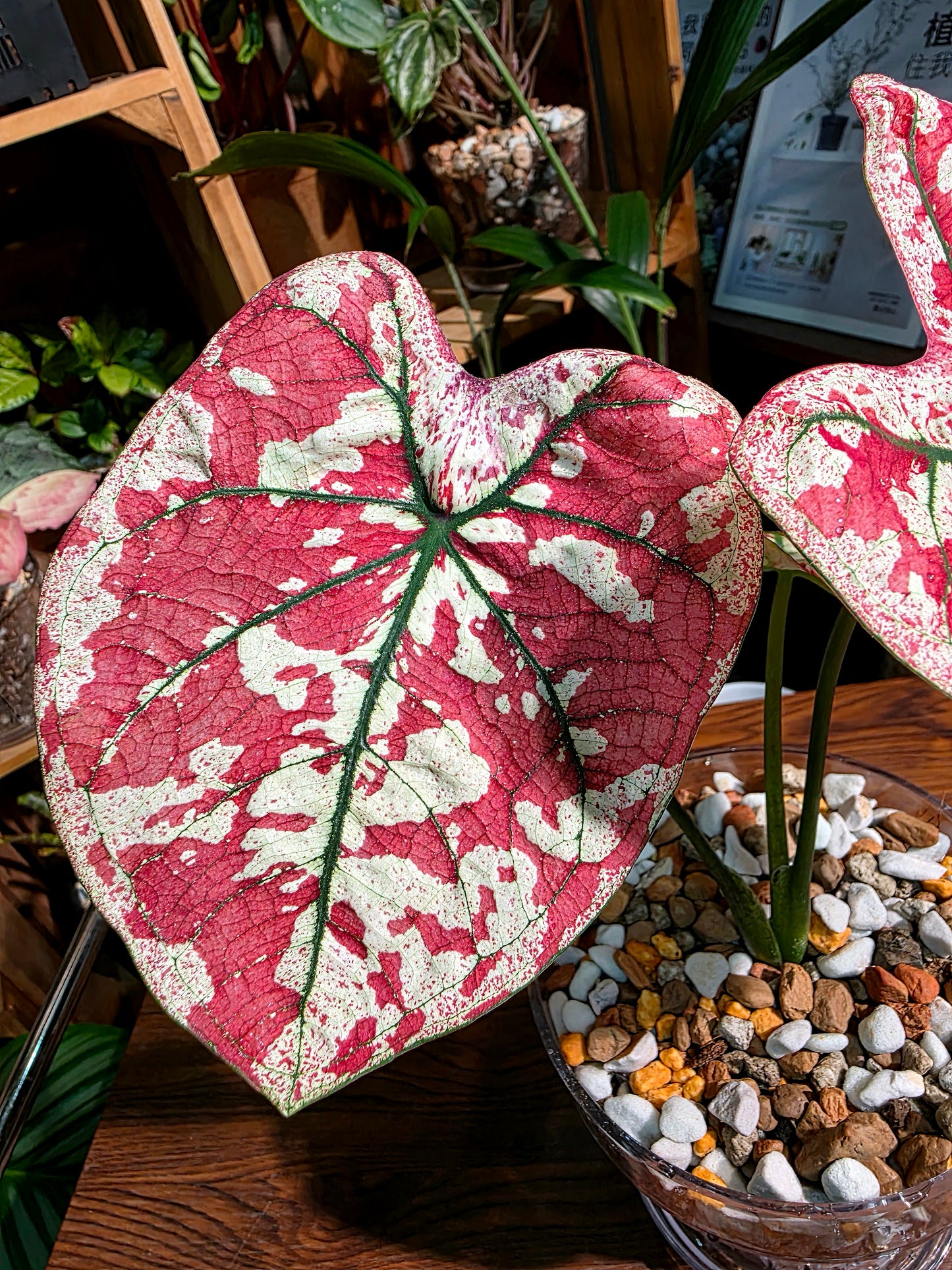 Caladium bloody Mary 血腥瑪麗彩葉芋