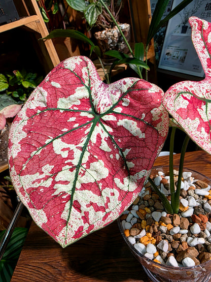 Caladium bloody Mary 血腥瑪麗彩葉芋