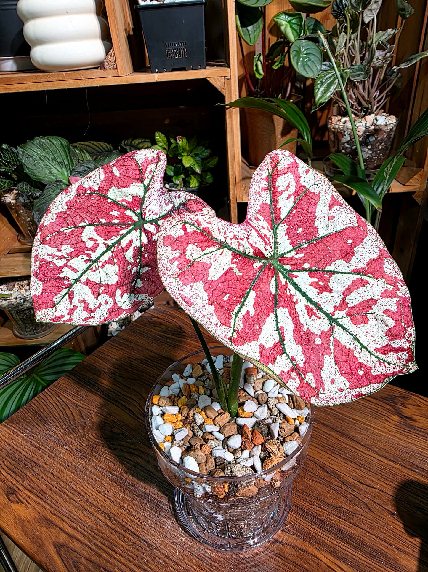 Caladium bloody Mary 血腥瑪麗彩葉芋