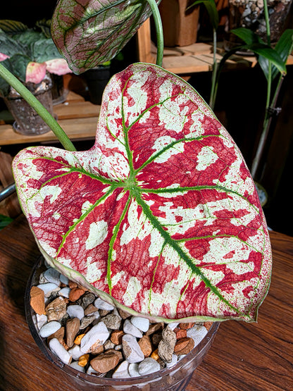 Caladium bloody Mary 血腥瑪麗彩葉芋
