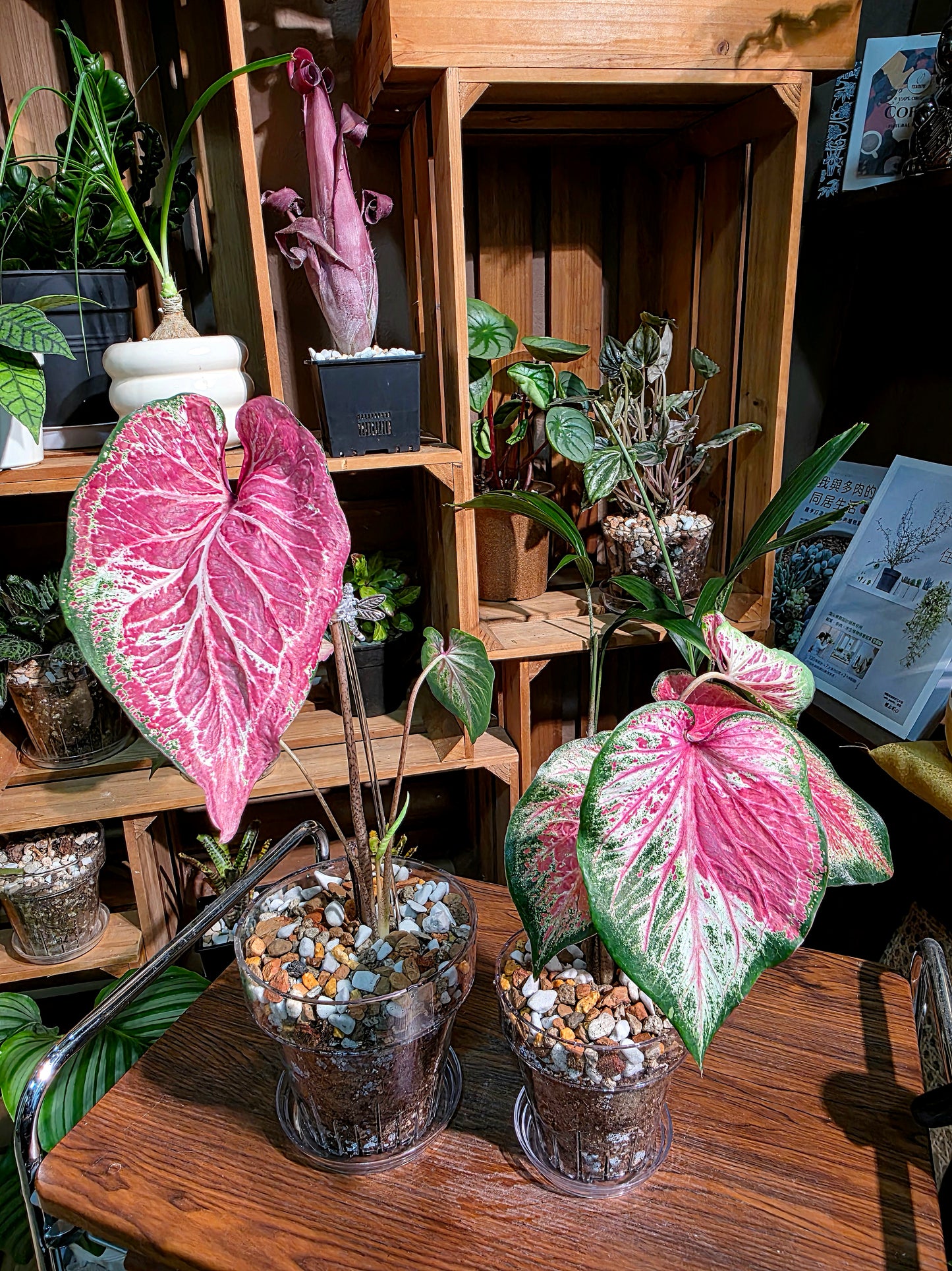 Caladium blushing bride 新娘彩葉芋