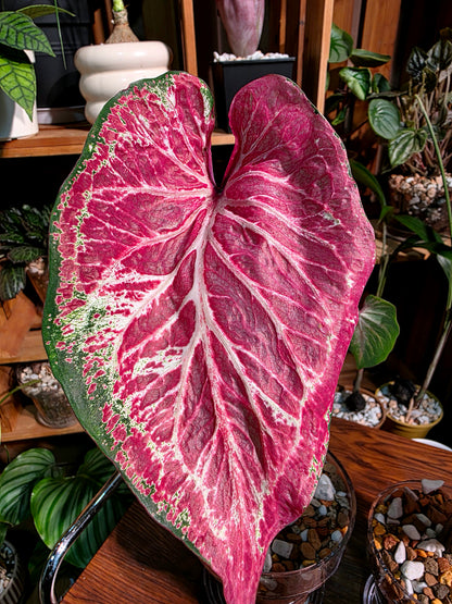 Caladium blushing bride 新娘彩葉芋