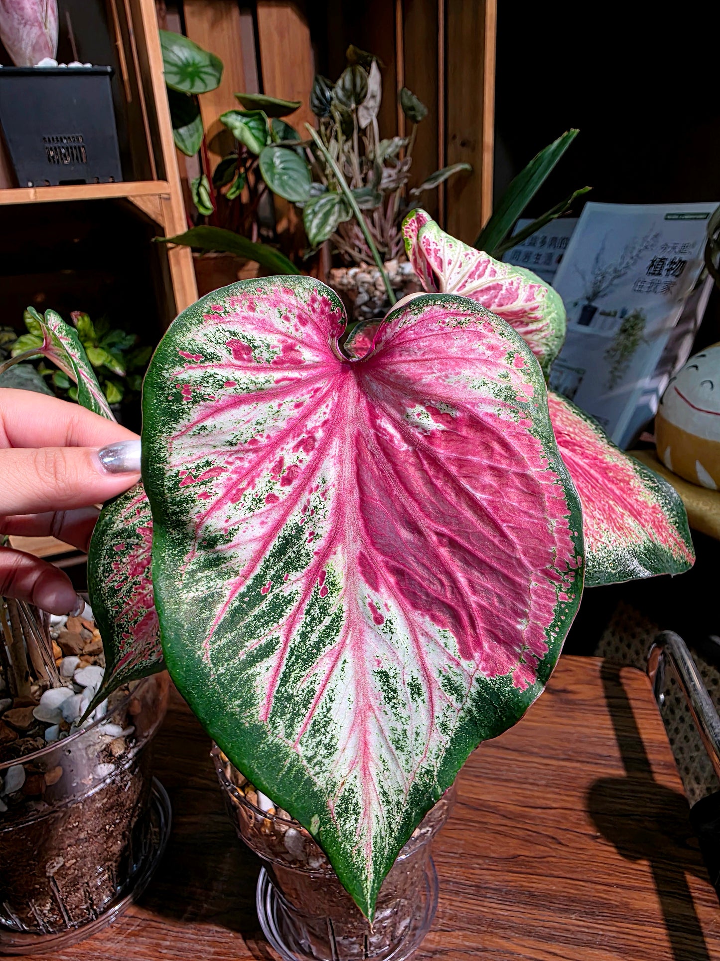 Caladium blushing bride 新娘彩葉芋