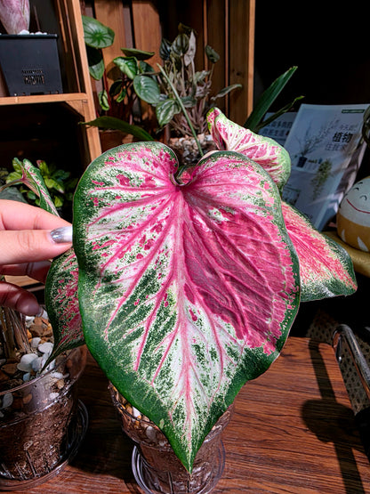Caladium blushing bride 新娘彩葉芋