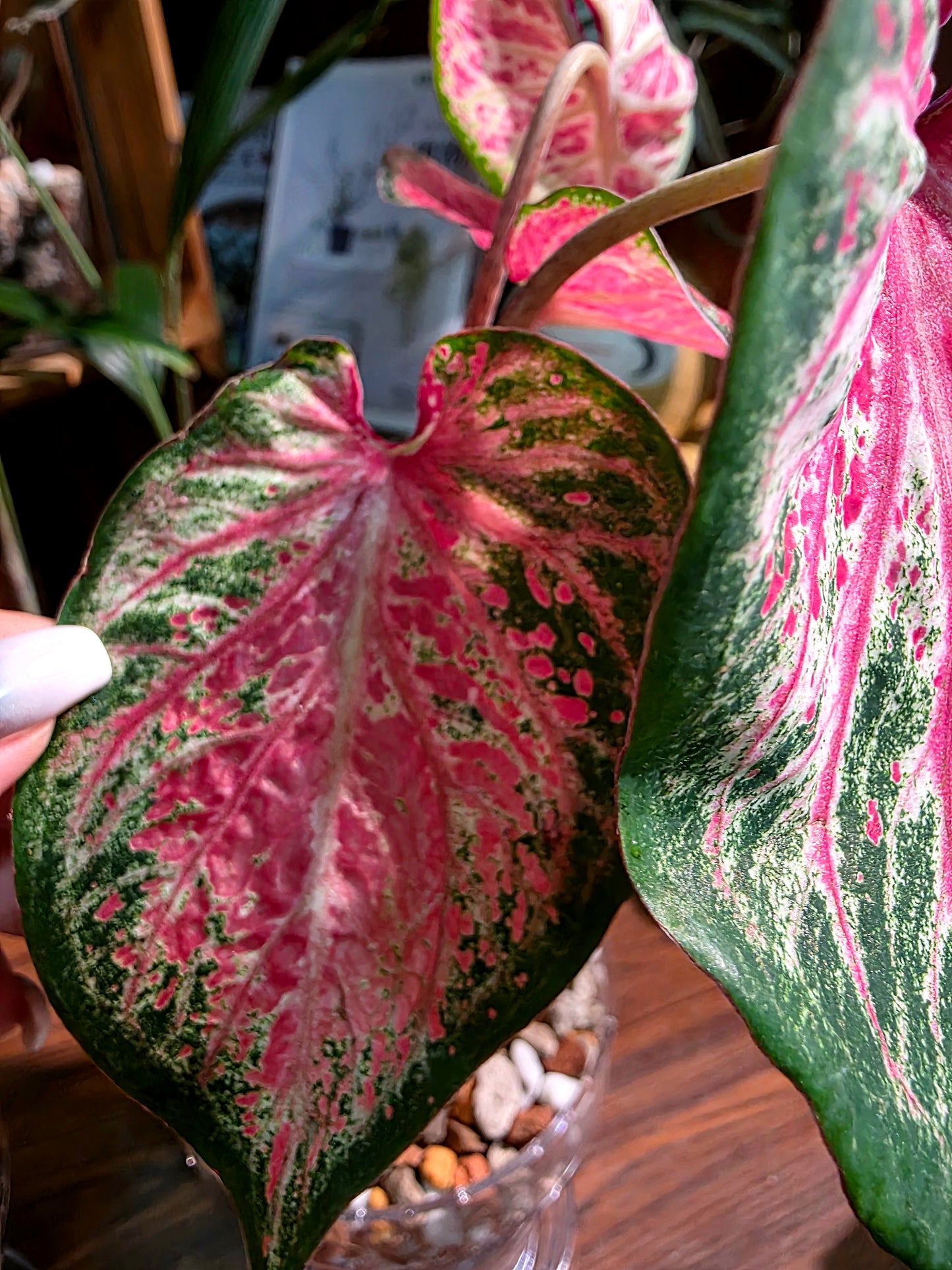 Caladium blushing bride 新娘彩葉芋