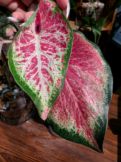 Caladium blushing bride 新娘彩葉芋