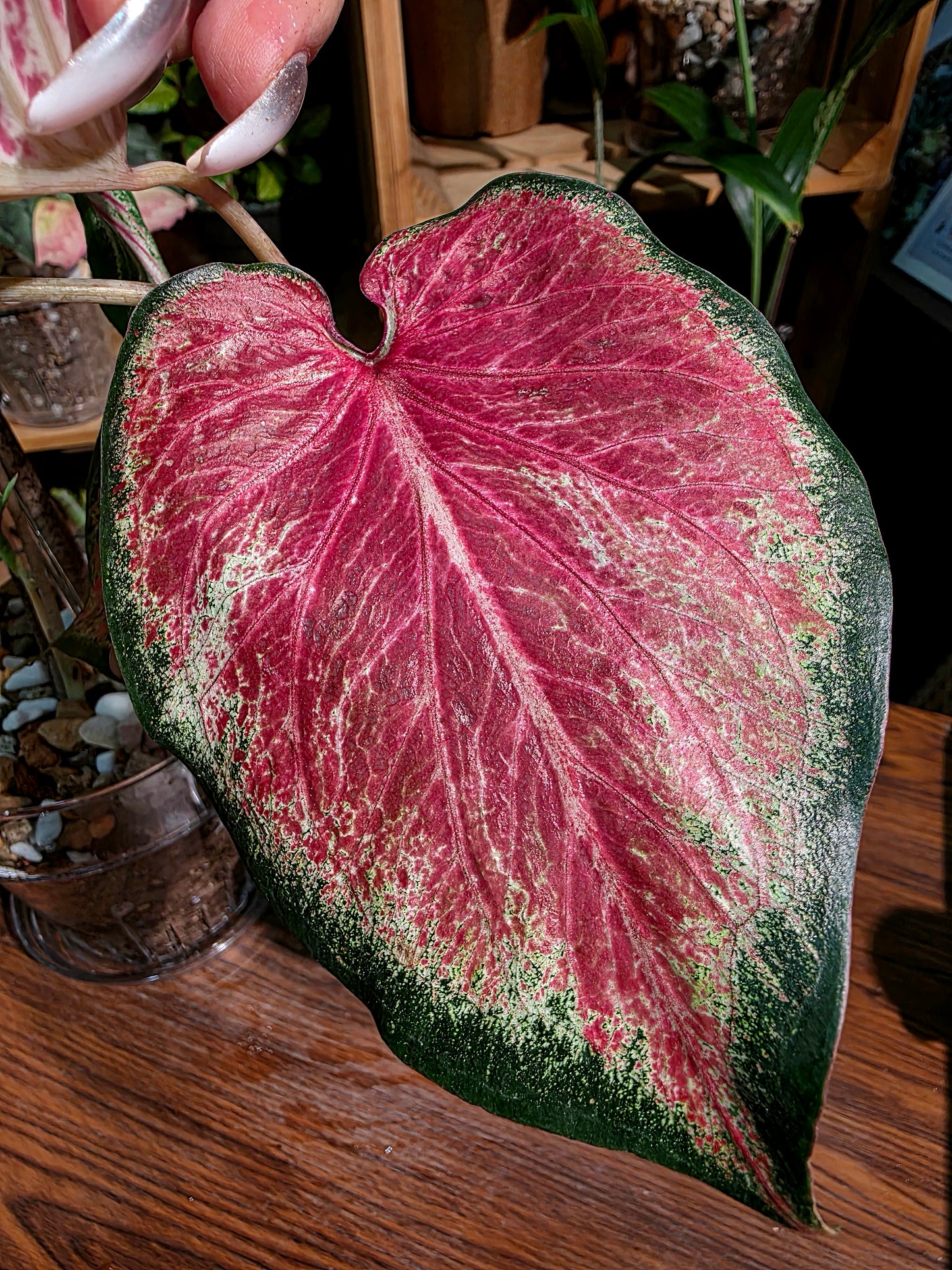 Caladium blushing bride 新娘彩葉芋