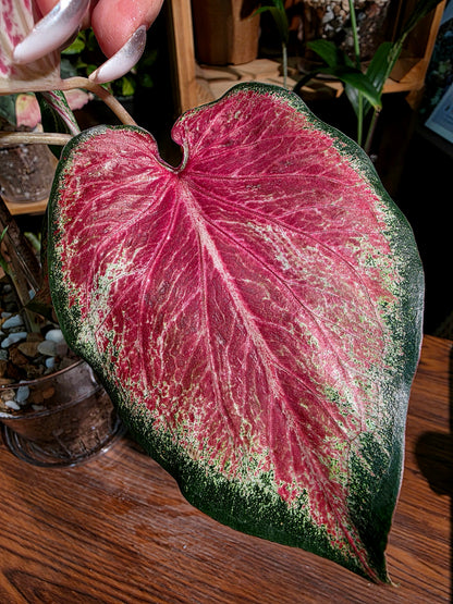 Caladium blushing bride 新娘彩葉芋