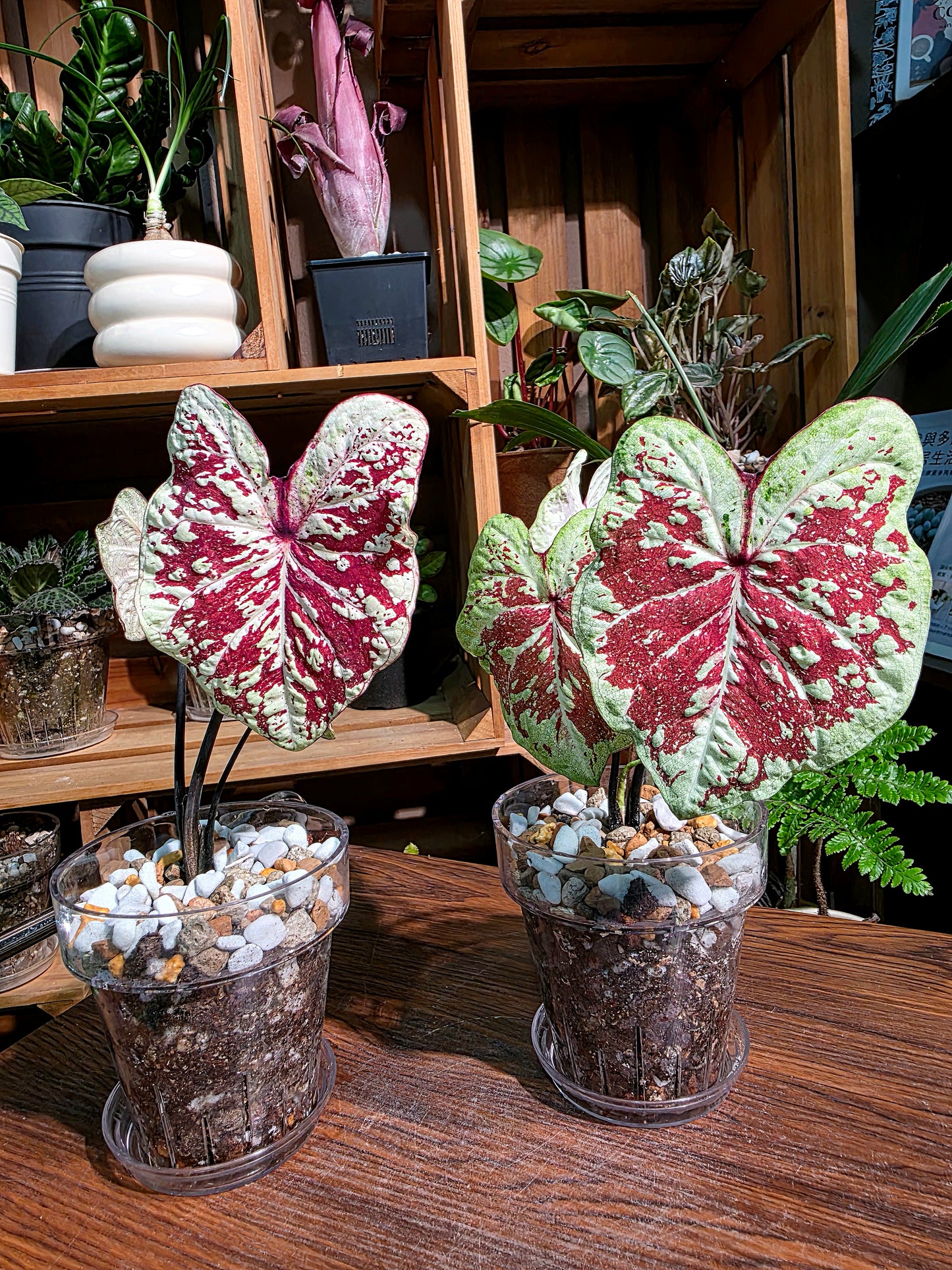 Caladium Thailand  泰國彩葉芋