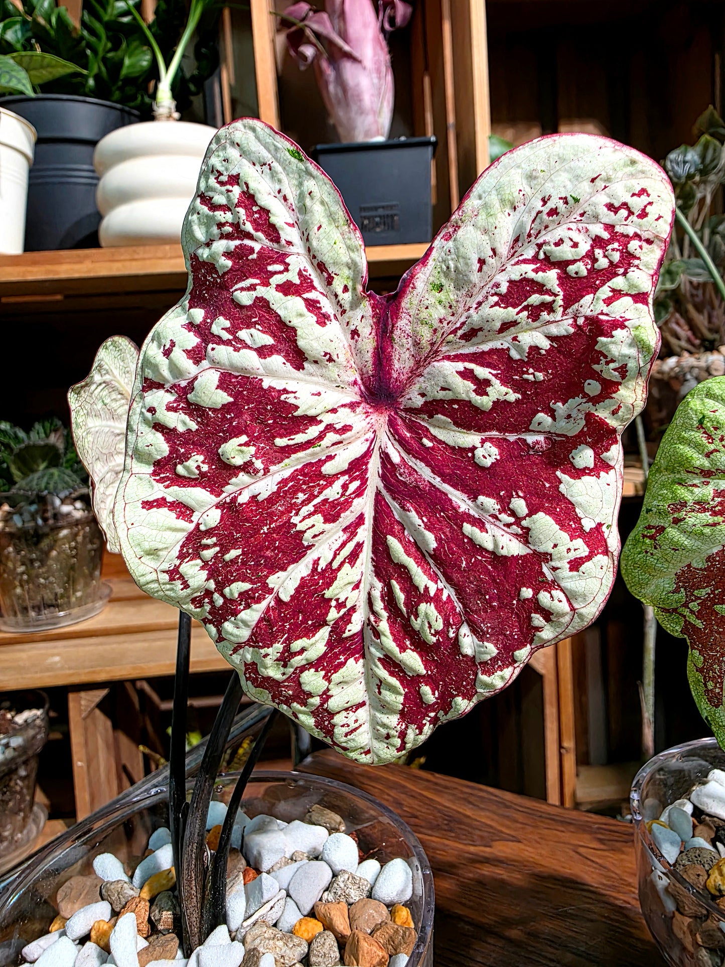 Caladium Thailand  泰國彩葉芋