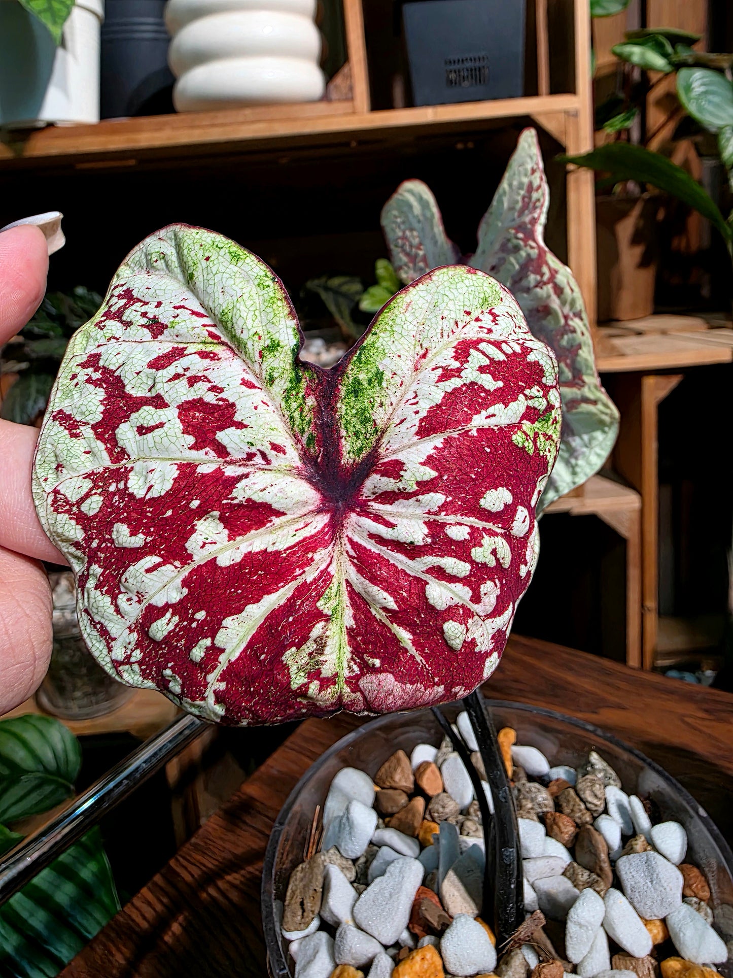 Caladium Thailand  泰國彩葉芋