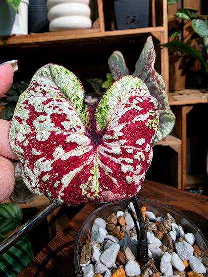 Caladium Thailand  泰國彩葉芋