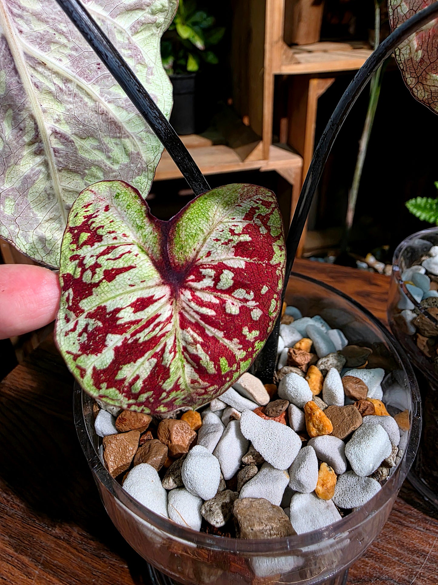Caladium Thailand  泰國彩葉芋