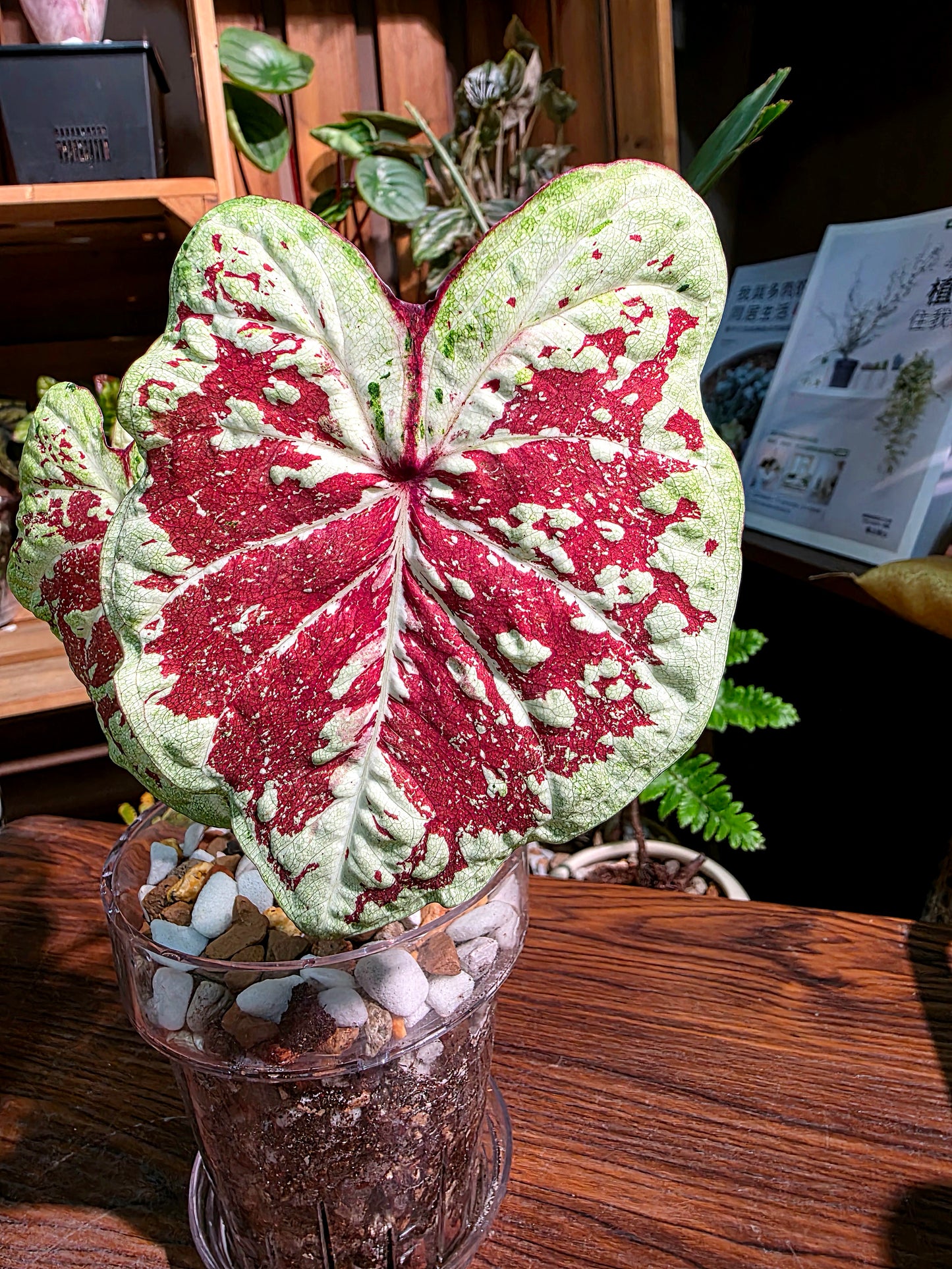 Caladium Thailand  泰國彩葉芋