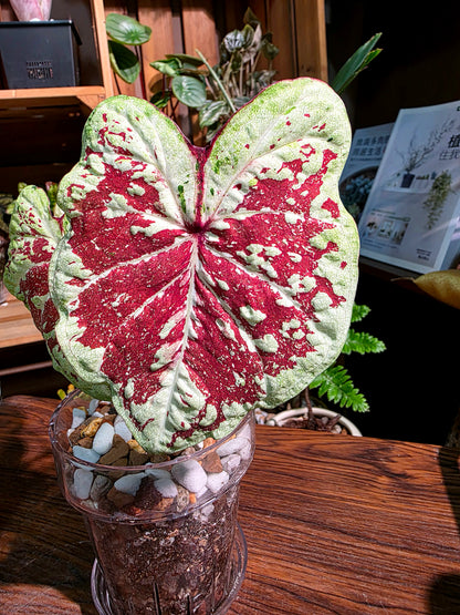 Caladium Thailand  泰國彩葉芋