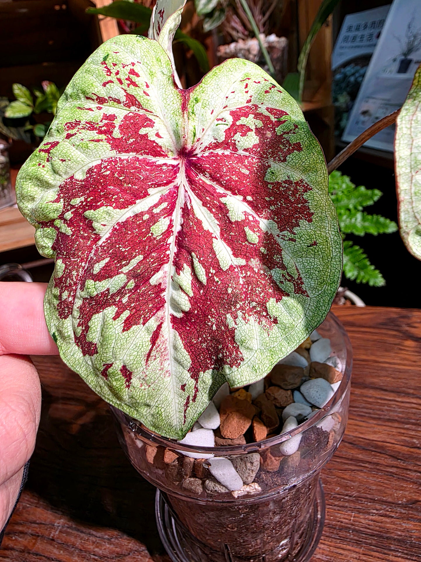Caladium Thailand  泰國彩葉芋