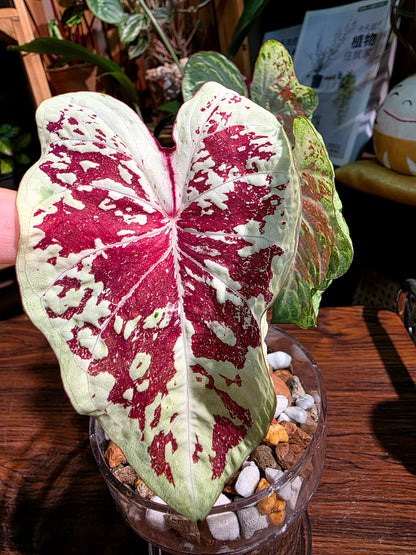 Caladium Thailand  泰國彩葉芋