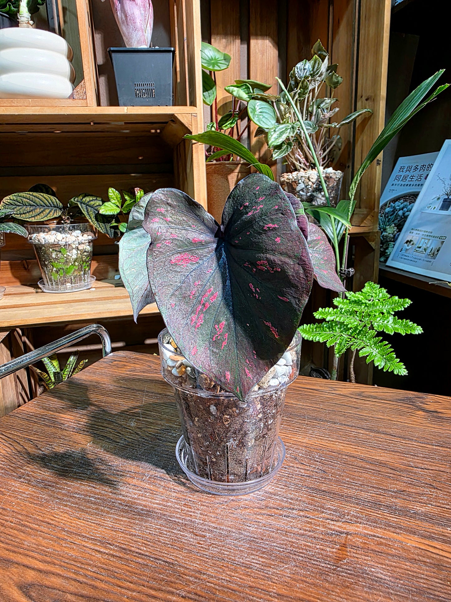 Caladium Thailand 泰國彩葉芋