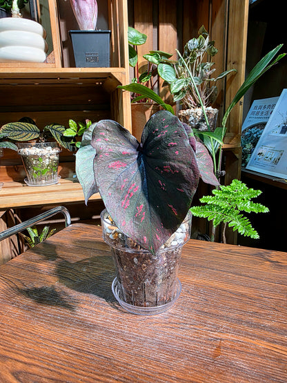 Caladium Thailand 泰國彩葉芋