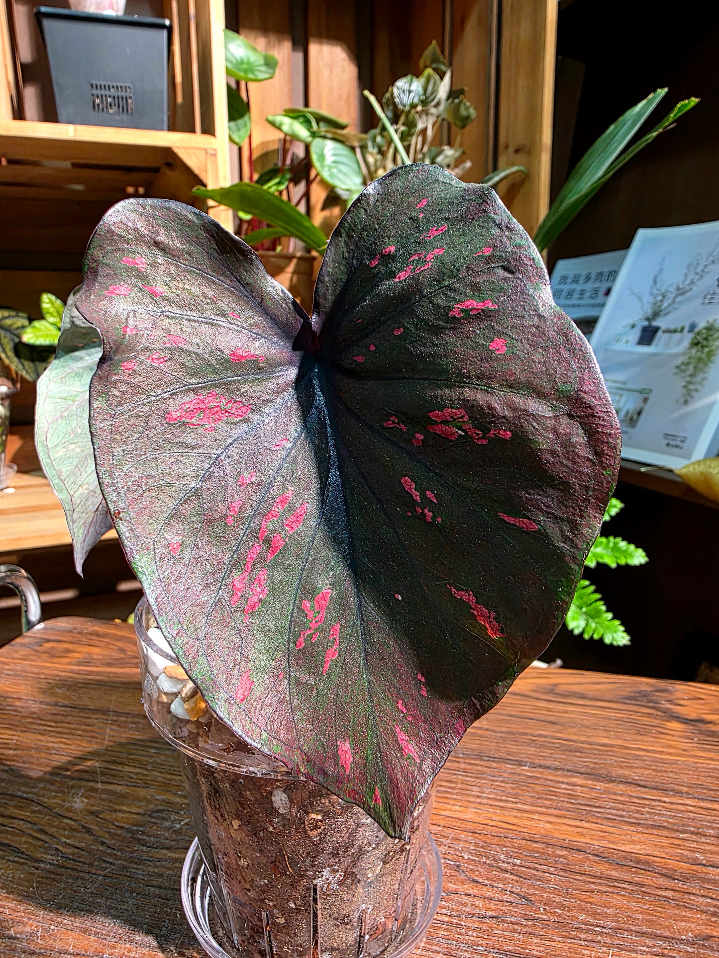 Caladium Thailand 泰國彩葉芋